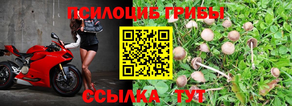 Псилоцибиновые грибы Psilocybe  Вход с VPN  Дзержинский 